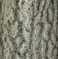 Vektor Illustration von Ginkgo biloba Baum bellen. Baum Rinde Hintergrund.