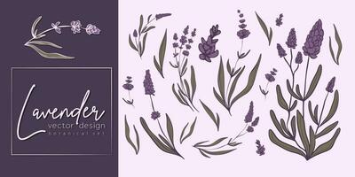 botanisch Linie einstellen von ein Lavendel Ast Illustration zum Hochzeit Einladung und Karten, Logo Design, Netz, Sozial Medien und Plakate Vorlage. elegant minimal Stil Blumen- Vektor isoliert.