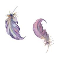 Hand gezeichnet Aquarell Vogel Feder Feder Feder Boho Stammes- ethnisch indisch mauve. Single Objekt isoliert auf Weiß Hintergrund. Design zum Charme, Amulett, Traumfänger, Scrapbooking, handgemacht Handwerk, tätowieren vektor