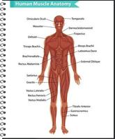 menschliche Muskelanatomie mit Körperanatomie vektor