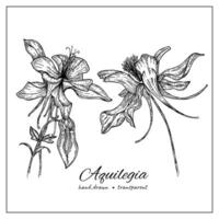 Aquilegia Blumen. handgemalt botanisch Illustration von Akelei Blumen zum Färbung Buch, Design, Dekoration. Tinte Wildblume Illustration vektor