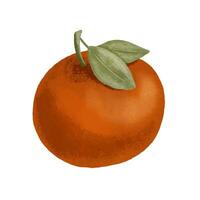 mandarin frukt. hand dragen textur illustration isolerat på vit. full orange med blad. vektor