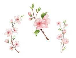 uppsättning av gren av körsbär blomma och fågel. vattenfärg målning sakura isolerat på vit bakgrund. japansk blomma illustration. vektor