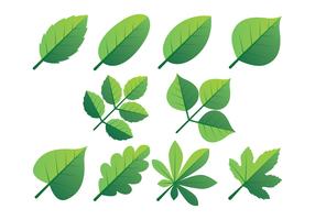 Grüne Blätter Clipart Set vektor