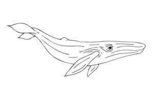 Vektor Hand gezeichnet Gekritzel skizzieren Blau Wal