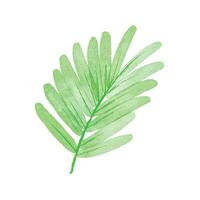 Vektor Hand gemalt Aquarell Grün Blätter und Geäst isoliert auf Weiß