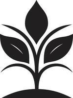 botanisch Schönheit Pflanze Emblem Design immergrün Eleganz ikonisch Pflanze Vektor