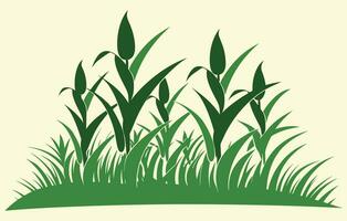 majs plantage. vektor illustration av ljuv majs groning i fält