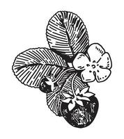 Erdbeere Zweig Beeren Clip Art. Frühling essbar Ernte. Hand gezeichnet Vektor Botanik Illustration isoliert auf Weiß.