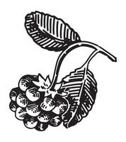 hallon kvist bär ClipArt. vår ätlig skörda. hand dragen vektor botanik illustration isolerat på vit.