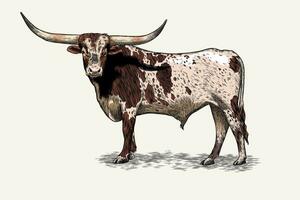 Texas Longhorn Vektor Illustration mit Farbe