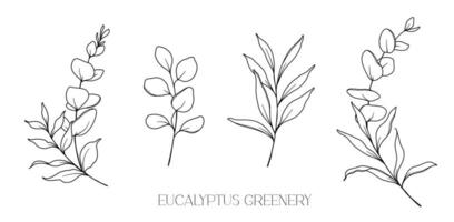 Eukalyptus Linie Zeichnung. schwarz und Weiß Blumen- Blumensträuße. Blume Färbung Buchseite. Blumen- Linie Kunst. fein Linie Eukalyptus Illustration. Hand gezeichnet Grün. botanisch Färbung. Hochzeit Einladung Grün vektor