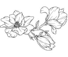 magnolia linje teckning. svart och vit blommig buketter. blomma färg sida. blommig linje konst. bra linje magnolia illustration. hand dragen blommor. botanisk färg. bröllop inbjudan blommor vektor