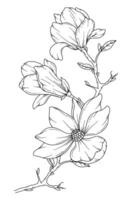 magnolia linje teckning. svart och vit blommig buketter. blomma färg sida. blommig linje konst. bra linje magnolia illustration. hand dragen blommor. botanisk färg. bröllop inbjudan blommor vektor