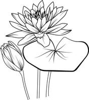 näckros blomma skiss konst, årgång stil tryckt för söt blomma färg pages.vector illustration av en skön blomma med en bukett av näckros, och löv. isolerat på en vit bakgrund vektor