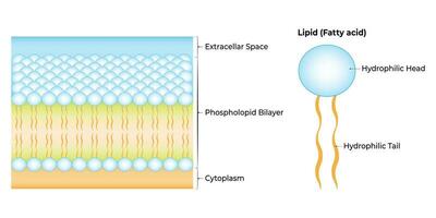 Lipid fettig Acid Wissenschaft Design Vektor Illustration