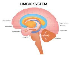 limbisk systemet vetenskap design vektor illustration