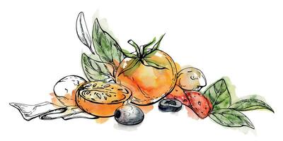 Hand gezeichnet Aquarell Tinte Illustration. Tomate Peperoni Olive Basilikum Kraut Blätter frisch Produkte Mahlzeit. Komposition isoliert auf Weiß. Design Restaurant, Speisekarte, Cafe, Essen Geschäft oder Paket, Flyer, drucken. vektor