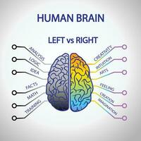 mänsklig hjärna anatomi med vänster och rätt fungera vektor