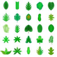 verschiedene Grün Blätter auf ein Weiß Hintergrund vektor