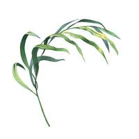 tropisch Kokosnuss Palme Blätter hell saftig grün. Hand gezeichnet Aquarell botanisch Illustration. isoliert Element auf ein Weiß Hintergrund. vektor