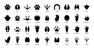 djur fotspår. grafik djur- fågel Tass, vilda djur och växter fot ikon, inhemsk husdjur fotsteg silhuett, skriva ut hovad fötter, svart amfibie fötter Spår vektor uppsättning