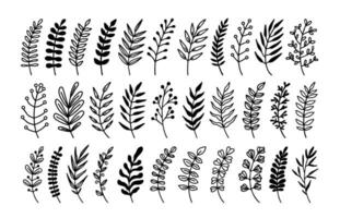 dekorativ växt gren. dekorativ hand dragen blad grenar, botanisk blommig element, ört dekor, kvist med löv, klotter prydnad silhuett. vektor uppsättning