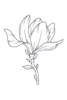 magnolia linje teckning. svart och vit blommig buketter. blomma färg sida. blommig linje konst. bra linje magnolia illustration. hand dragen blommor. botanisk färg. bröllop inbjudan blommor vektor
