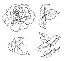 Rose Linie Zeichnung. schwarz und Weiß Blumen- Blumensträuße. Blume Färbung Buchseite. Blumen- Linie Kunst. fein Linie Rose Blume Illustration. Hand gezeichnet Blumen. botanisch Färbung. Hochzeit Einladung Blumen vektor