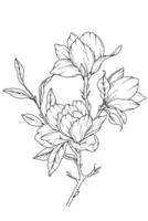 Magnolie Linie Zeichnung. schwarz und Weiß Blumen- Blumensträuße. Blume Färbung Buchseite. Blumen- Linie Kunst. fein Linie Magnolie Illustration. Hand gezeichnet Blumen. botanisch Färbung. Hochzeit Einladung Blumen vektor