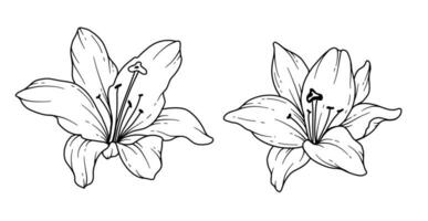 lilja linje teckning. svart och vit blommig buketter. blomma färg sida. blommig linje konst. bra linje liljor illustration. hand dragen blommor. botanisk färg. bröllop inbjudan blommor vektor