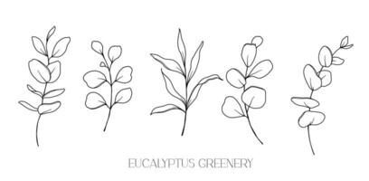 Eukalyptus Linie Zeichnung. schwarz und Weiß Blumen- Blumensträuße. Blume Färbung Buchseite. Blumen- Linie Kunst. fein Linie Eukalyptus Illustration. Hand gezeichnet Grün. botanisch Färbung. Hochzeit Einladung Grün vektor