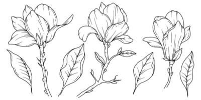 magnolia linje teckning. svart och vit blommig buketter. blomma färg sida. blommig linje konst. bra linje magnolia illustration. hand dragen blommor. botanisk färg. bröllop inbjudan blommor vektor