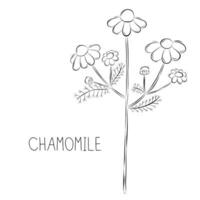 skiss vektor illustration av kamomill blomma i klotter stil. botanisk medicinsk örter. en trendig rustik växt.