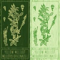 vektor ritningar gul melilot. hand dragen illustration. latin namn melilotus officinalis l.