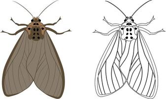 realistische Darstellung von Motte oder Schmetterling vektor