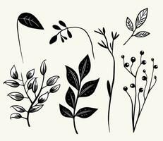 einfarbig Pflanzen. Blätter, Geäst, Blumen- Elemente Satz. Gliederung botanisch Illustration. Hand gezeichnet isoliert Pflanzen. vektor