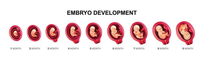 mänsklig embryo utveckling etapper. graviditet och foster- kropp tillväxt kalender från 1 till 9 månad till födelse. vektor tecknad serie illustration