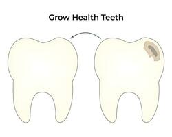 wachsen Gesundheit Zähne Wissenschaft Design Vektor Illustration
