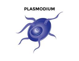 Plasmodium, intrazellulär, Parasiten von Wirbeltiere und Insekten, Orgel Anatomie, Mikro Vektor