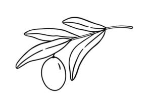 Umriss Olivenzweig mit Blättern auf weißem Hintergrund vektor