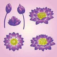 Sammlung von violett Lotus Hand Zeichnung Design vektor