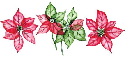 Aquarell Zeichnung, einstellen von Weihnachten Anlage, Weihnachtsstern. transparent Blumen, Röntgen. festlich Dekoration zum das Neu Jahr, Weihnachten. vektor