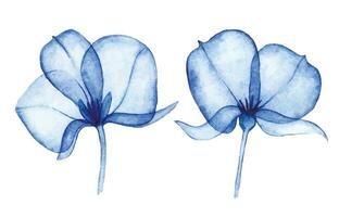 Aquarell Zeichnung, transparent Blumen einstellen von abstrakt Blau Blumen. Röntgen vektor