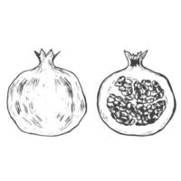 Granatapfel. Hand gezeichnet Tinte Vektor Illustration