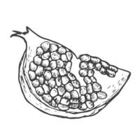 Granatapfel Scheibe Tinte Illustration im Vektor