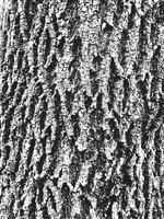 grunge träd bark textur. bedrövad överläggsstruktur. svartvitt vektorstruktur vektor