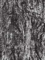 grunge träd bark konsistens vektor