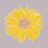 enda solros huvud digital teckning, gul och terrakotta med vit översikt på grå. blommig vektor illustration i modern stil. dekorativ design element för tapet, omslag, textil, tyg.
