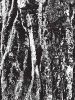 grunge träd bark konsistens vektor